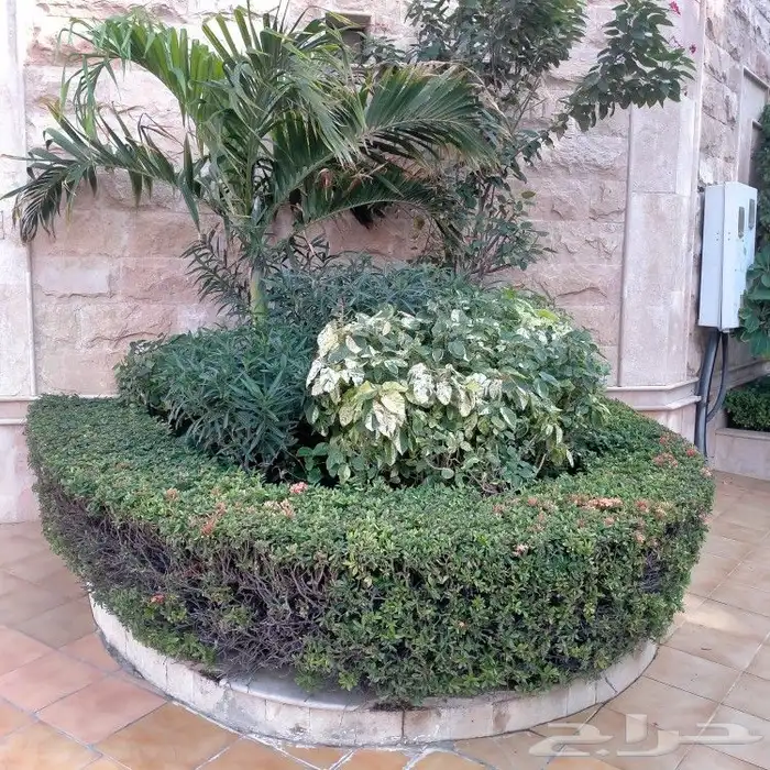 تنسيق حدائق الثيل الطبيعي الاشجار الطبيعي شبكات ري 6