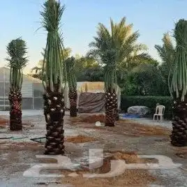نخيل طيب 8