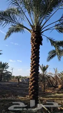 تنسيق حدائق بالرياض 4