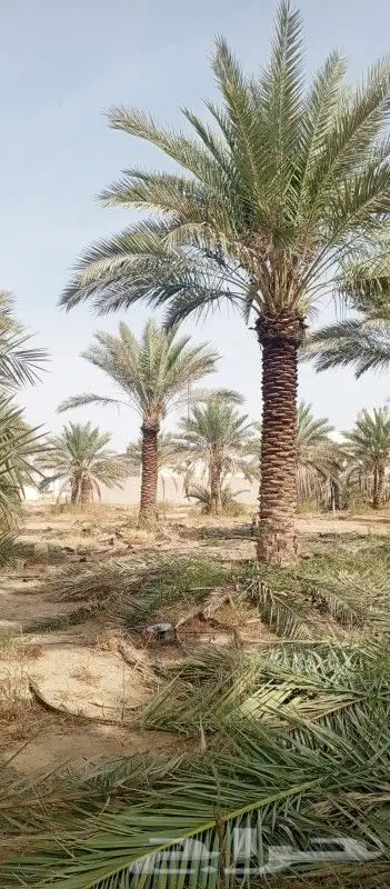 تنسيق حدائق بالرياض 3