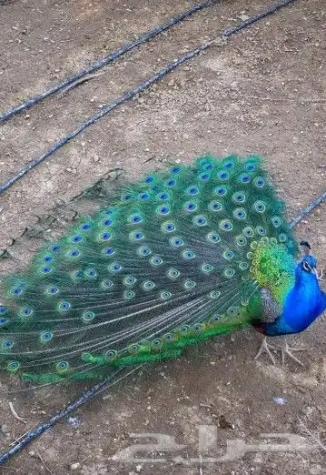 جوز فروخ طاووس 1