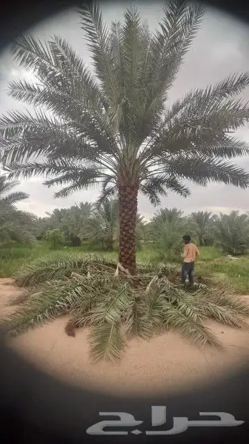 نخيل طيب 2