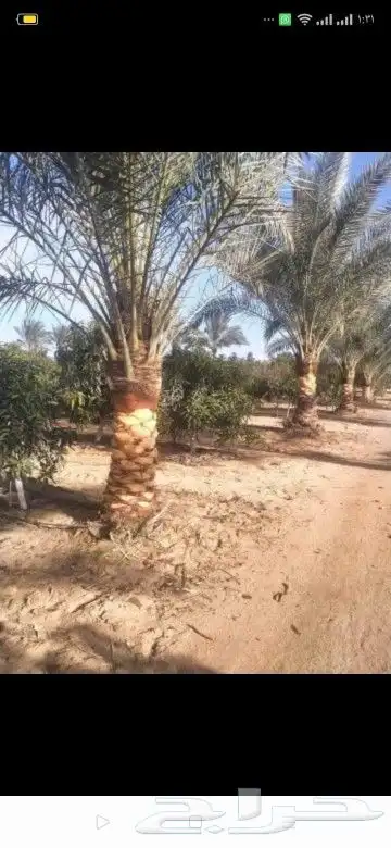 تنسيق حدائق بالرياض 14