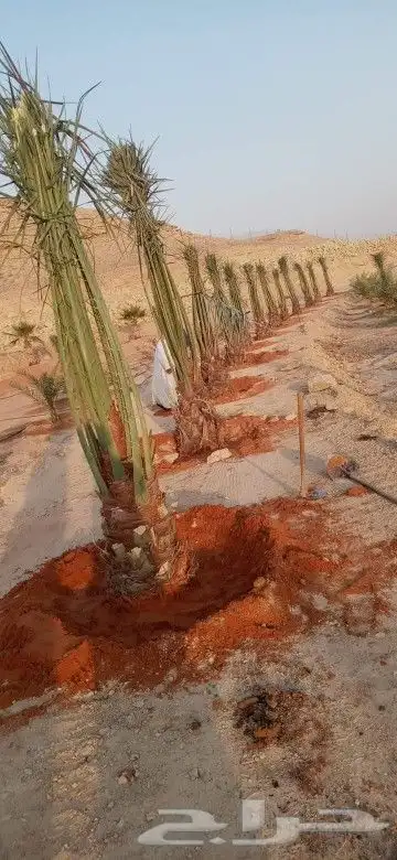 نخيل طيب 6
