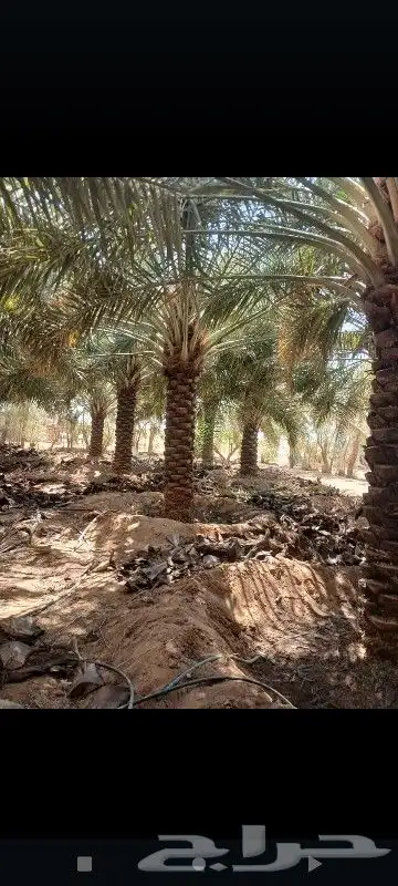 نقوم بشغال في جميع المجالات نخل العربي تكريب شوك لقاح تاعديل 0