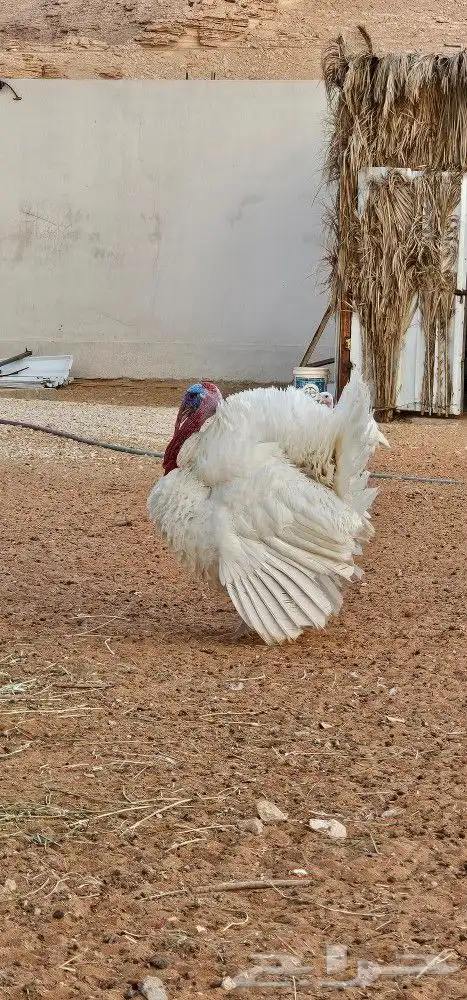 دجاج رومي وديك رومي العدد مفتوح 7