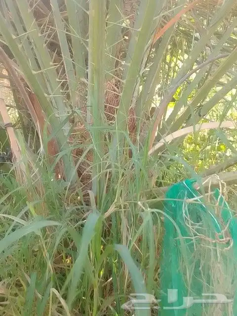 فسايل نخيل مجدولي 2