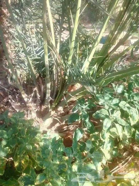 فسايل نخيل مجدولي 1