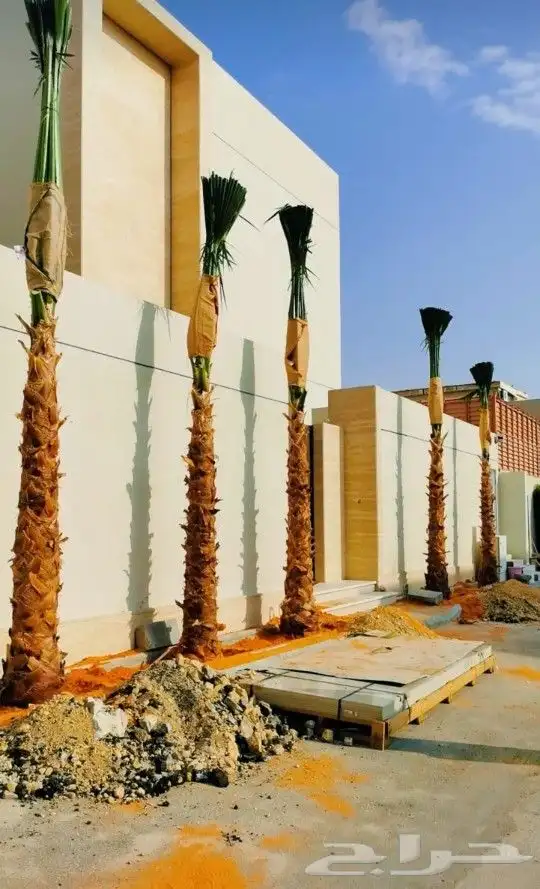 نخيل واشنطني للبيع نوع فاخر ملكي على الشرط 1