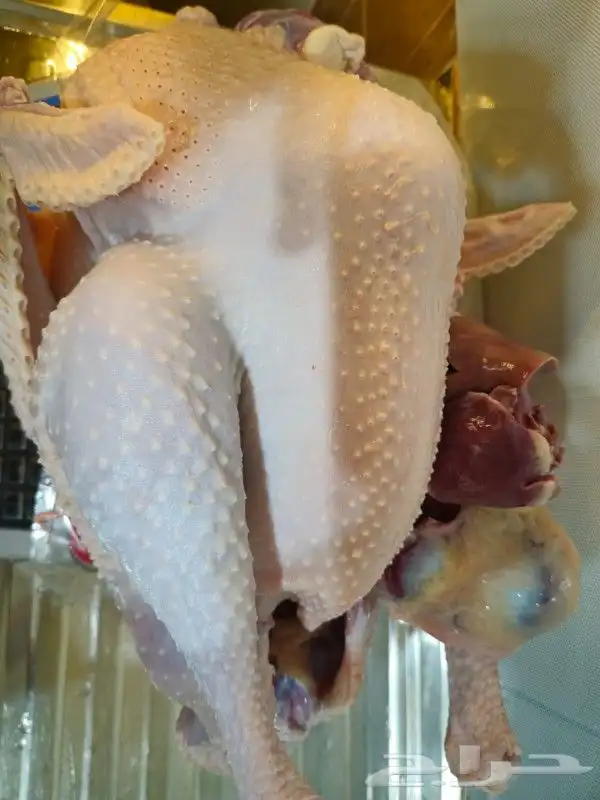 ديك رومي ذبح طازج 6