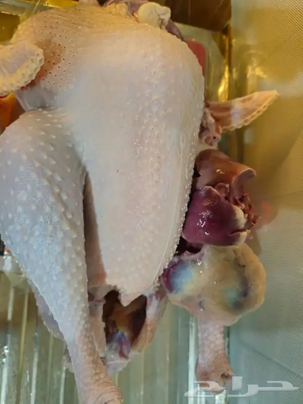 ديك رومي ذبح طازج 7