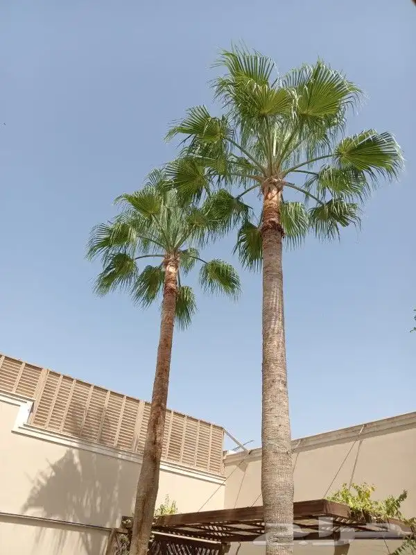 تنسيق حدائق بالرياض 19