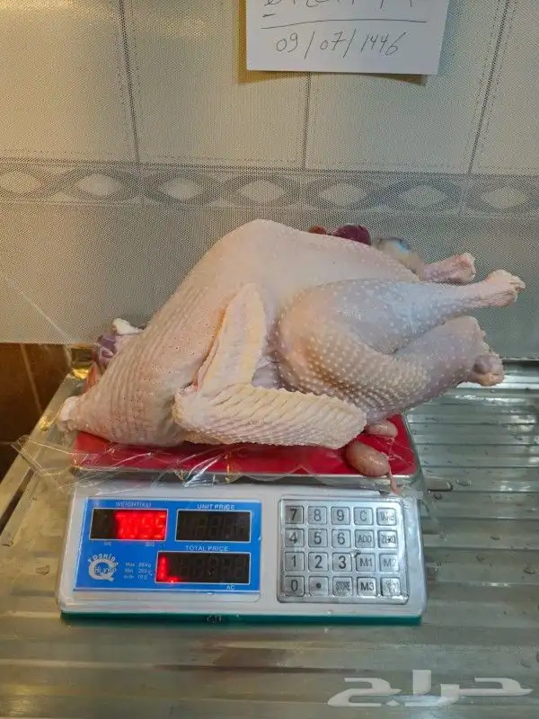 ديك رومي ذبح طازج 5