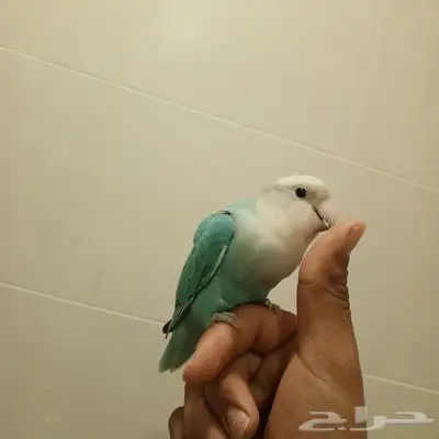روز 0