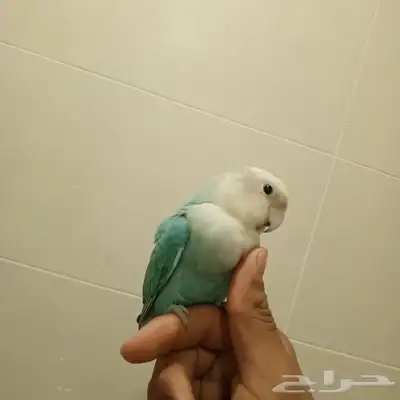 روز 1