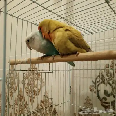 روز 3