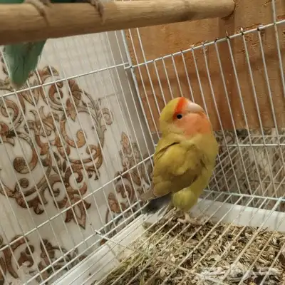 روز 4