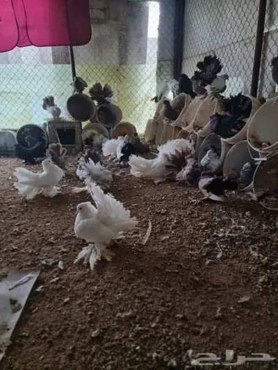 حمام رقاص 9