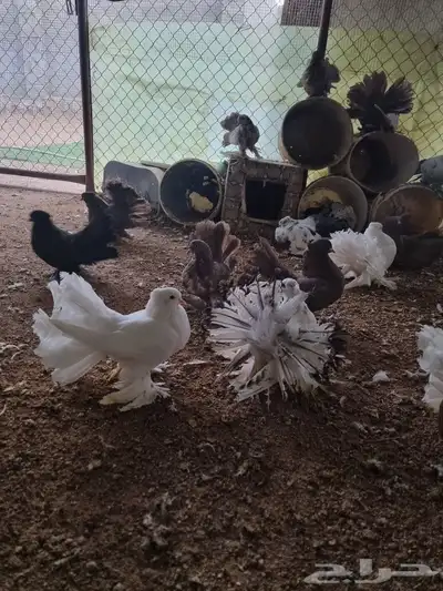 حمام رقاص 8
