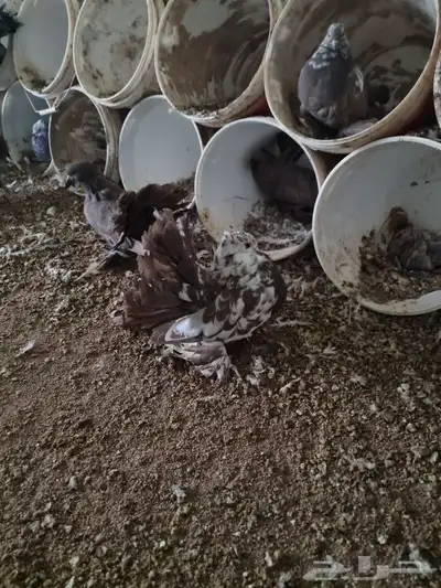 حمام رقاص 11