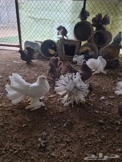 حمام رقاص 5