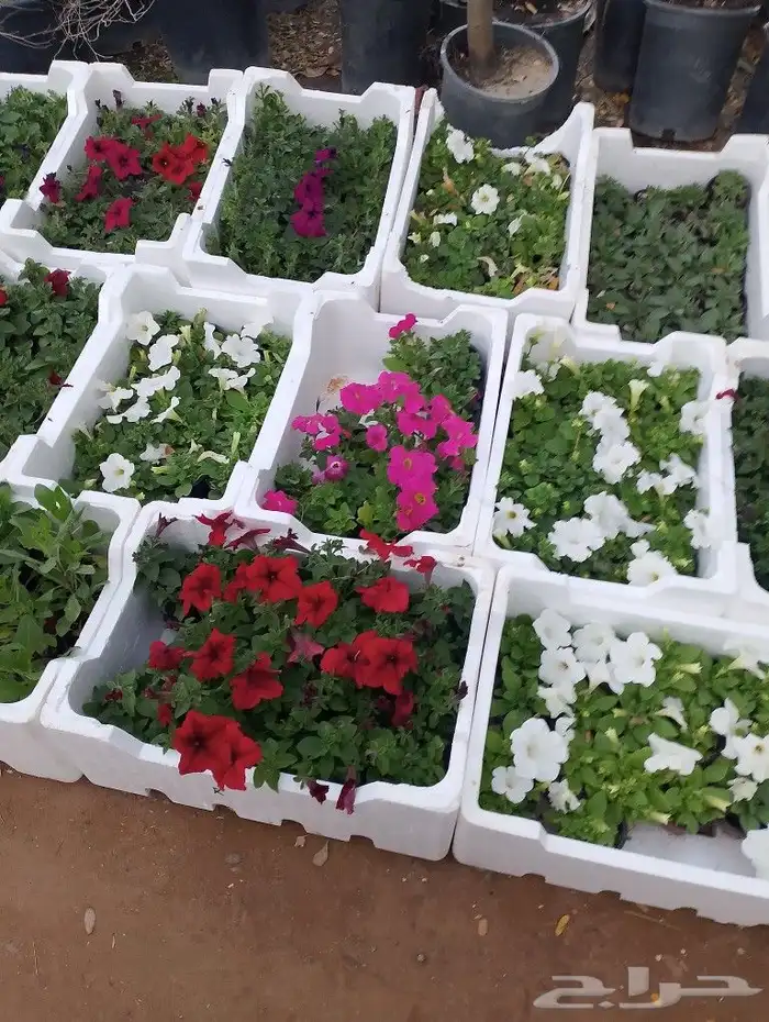 تنسيق حدائق بالرياض 2