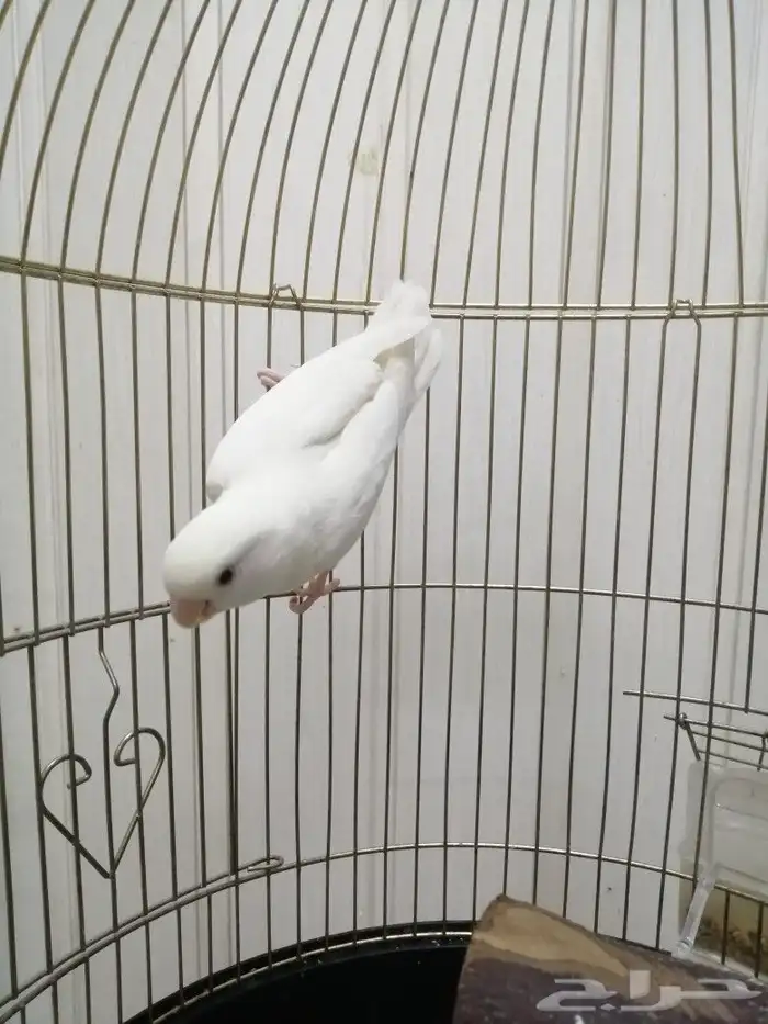 ذكر روز منتج 1