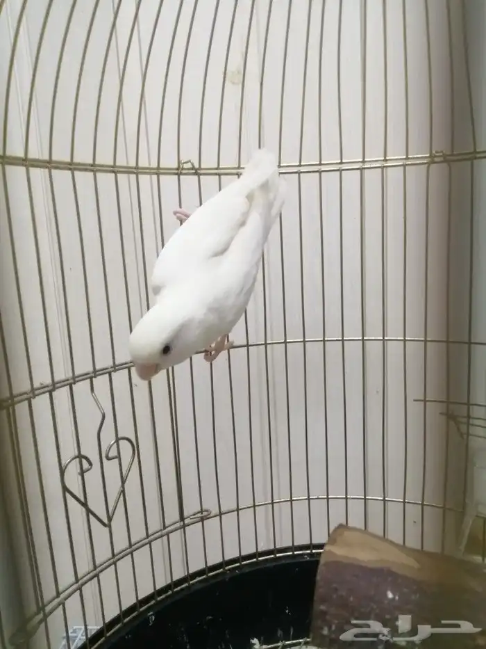 ذكر روز منتج 2