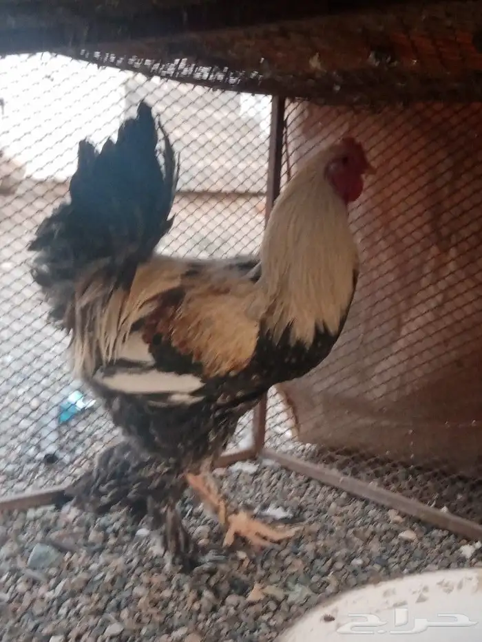 ديك رومي 0