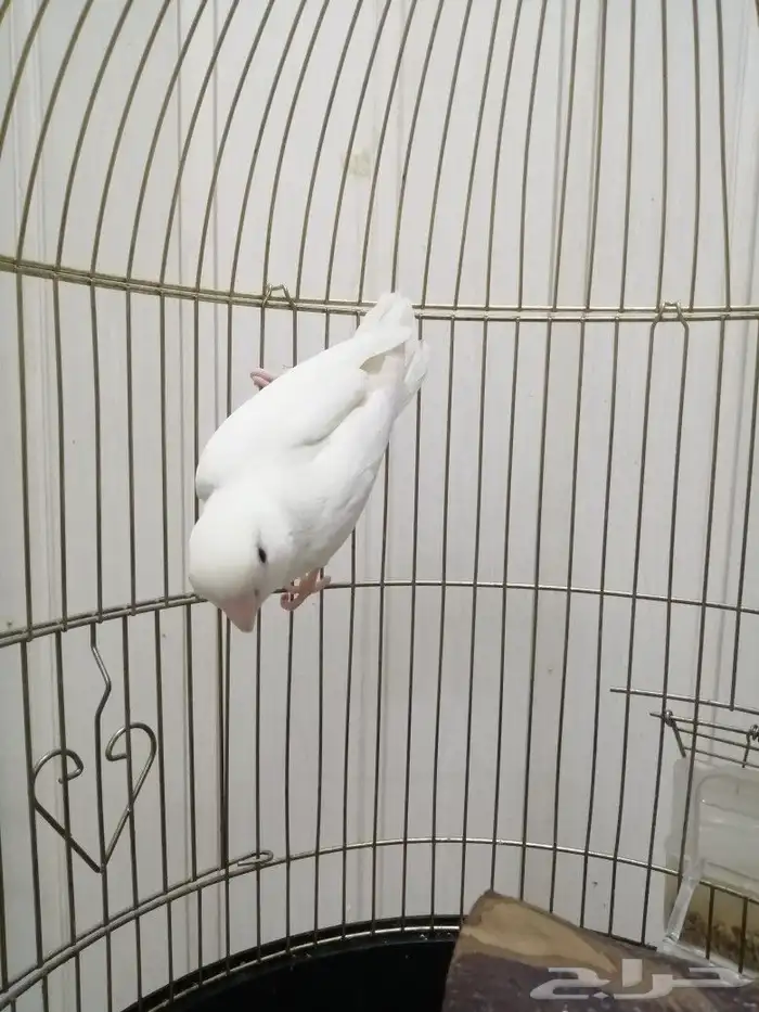 ذكر روز منتج 0