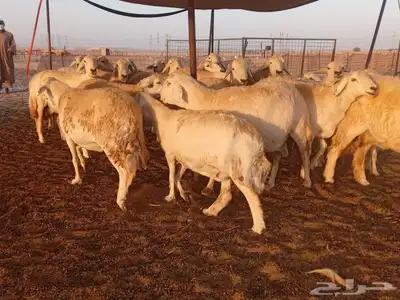 ضان حريات دفيع 5