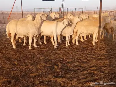 ضان حريات دفيع 3
