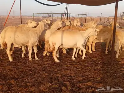 ضان حريات دفيع 2