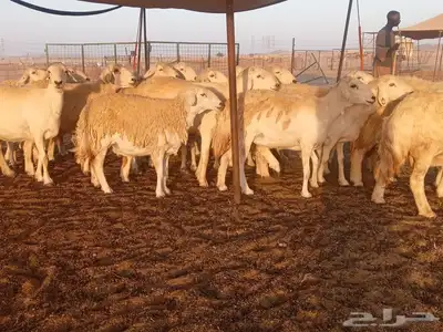 ضان حريات دفيع 1