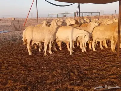 ضان حريات دفيع 4