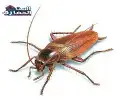 شركة مكافحة حشرات -الصراصير_النمل الابيض_الارضه 0