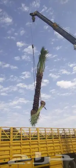نخل واشنطونيا زينه لبيع 14