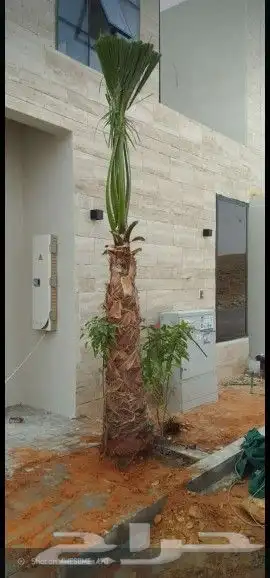 نخل واشنطونيا زينه لبيع 8