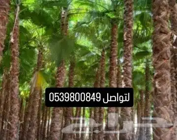 جميع انواع النخيل 5