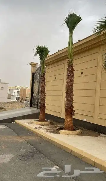 نخل واشنطونيا زينه لبيع 1