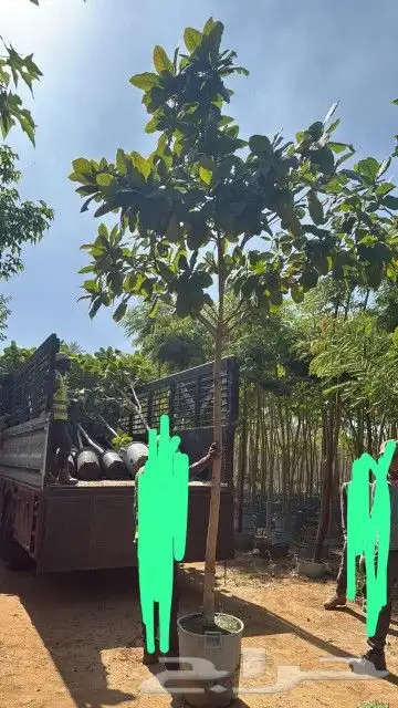 اشجار متنوعه 3 بوصه 2