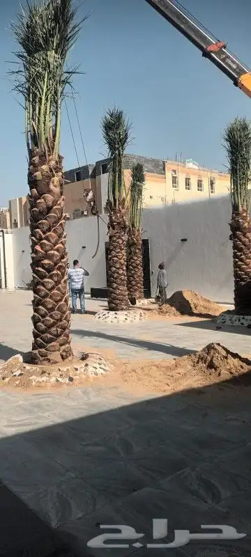 نخل واشنطونيا زينه لبيع 3