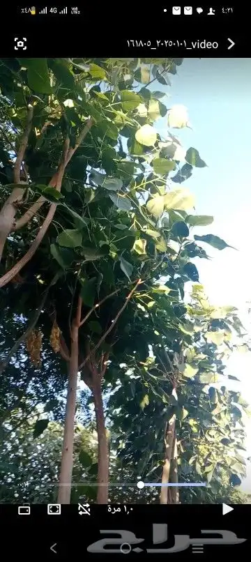 اشجار متنوعه 3 بوصه 5