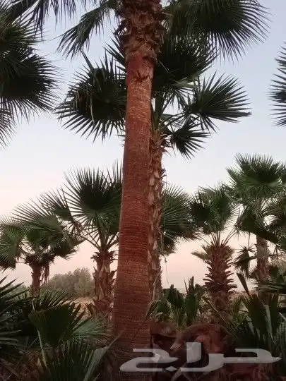 واشنطونيا زينه امريكي 16