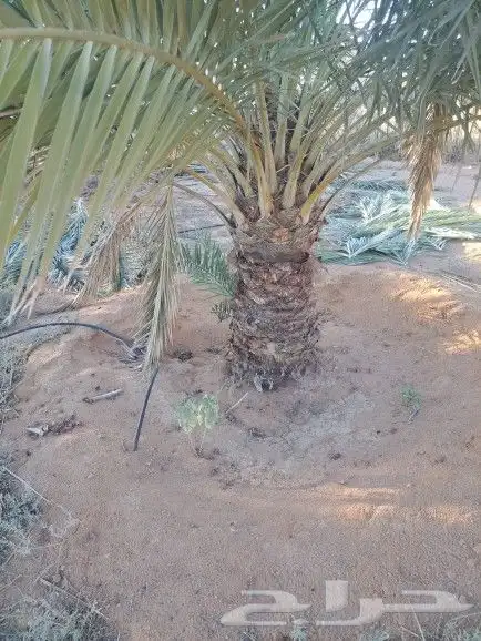 نخل واشنطونيا زينه لبيع 10