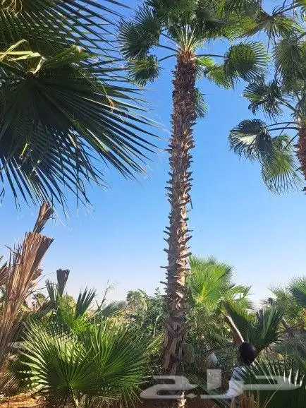 نخل واشنطونيا زينه لبيع 17