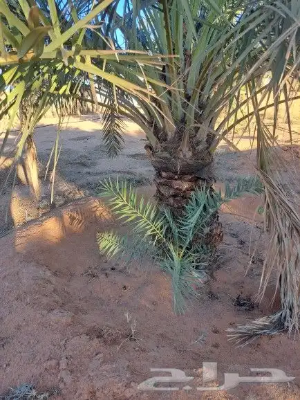 نخل واشنطونيا زينه لبيع 11