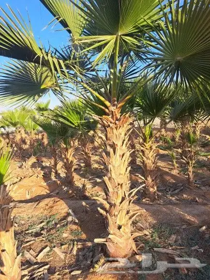 نخل واشنطونيا زينه لبيع 6