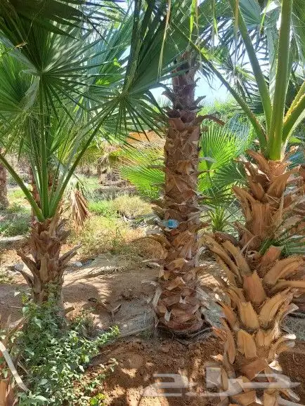 نخل واشنطونيا زينه لبيع 18