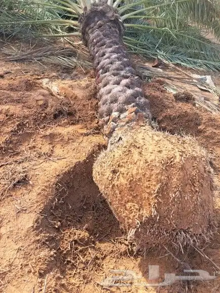 نخل واشنطونيا زينه لبيع 12